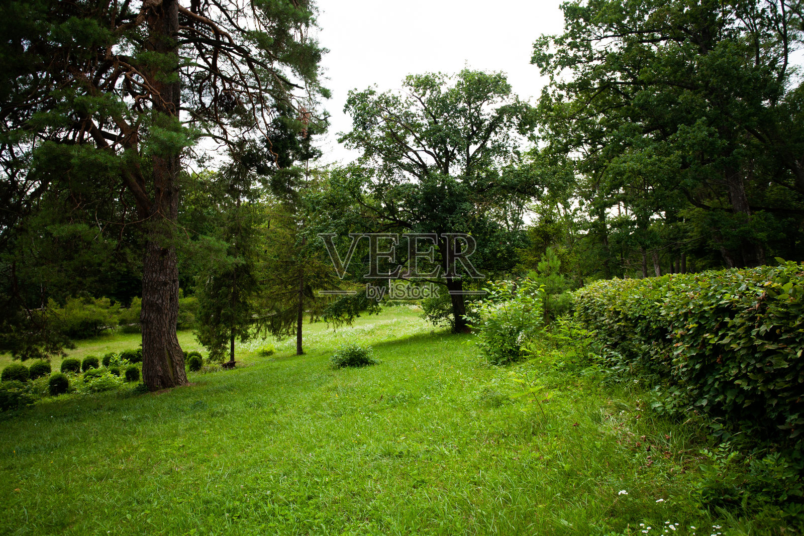 夏天在森林里。照片摄影图片