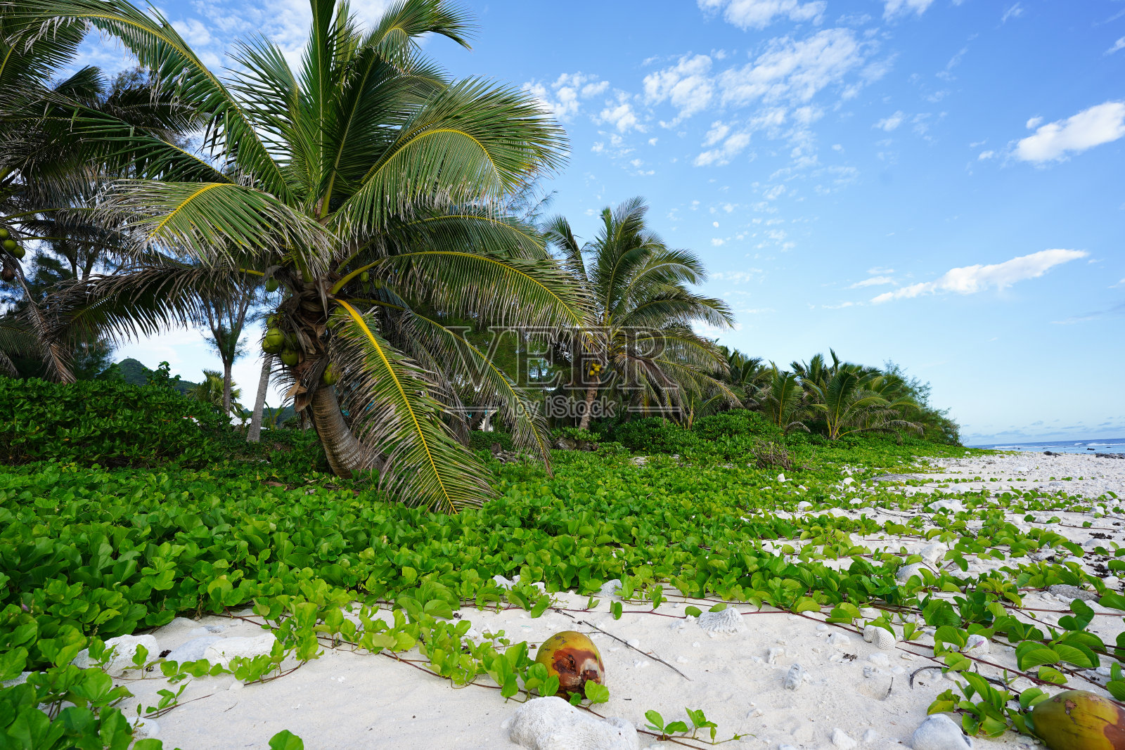 拉罗汤加岛的海滩两旁种满了椰子树照片摄影图片