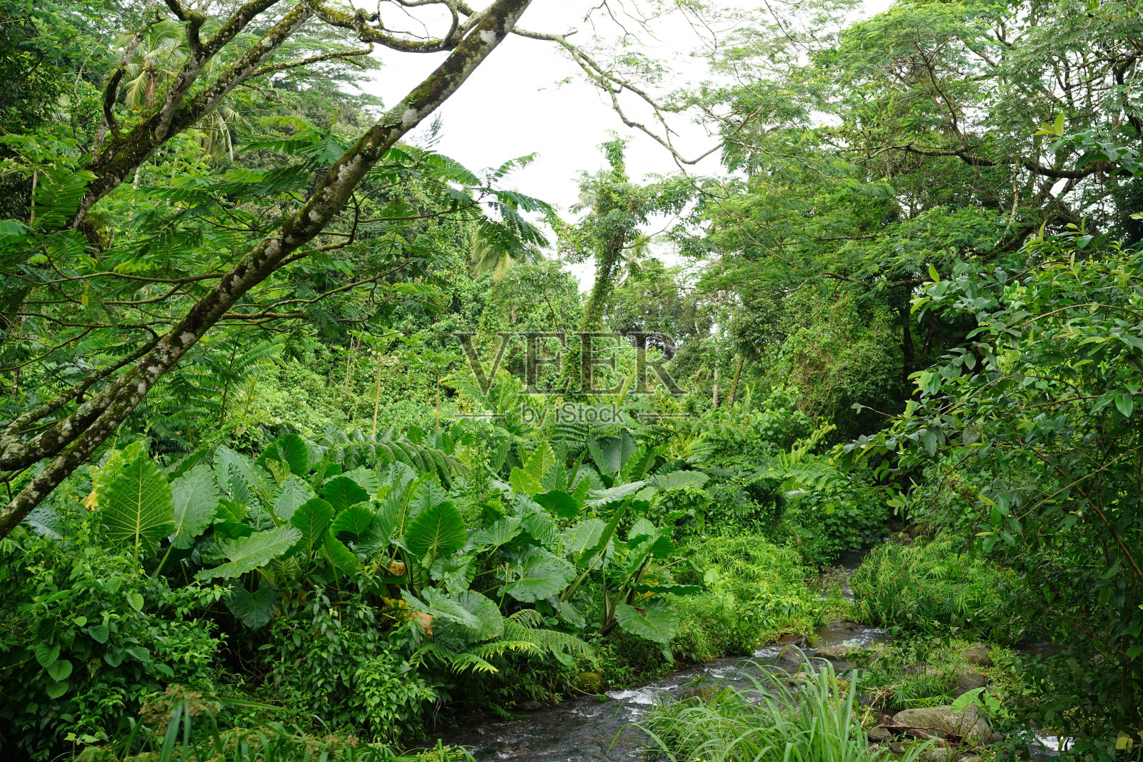 拉罗汤加岛上茂密的热带森林照片摄影图片