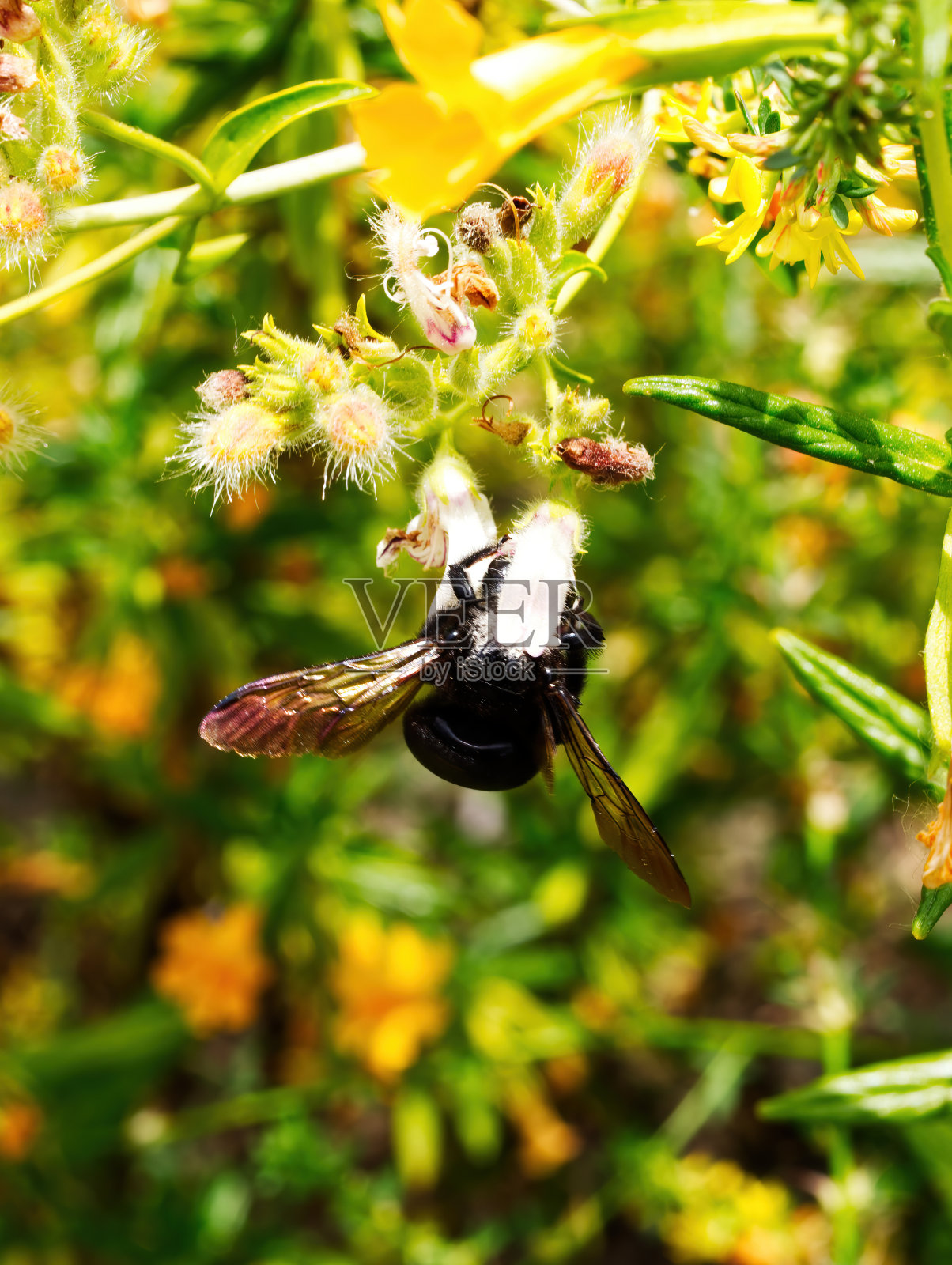 黑蜂头深埋在花中采集花粉照片摄影图片