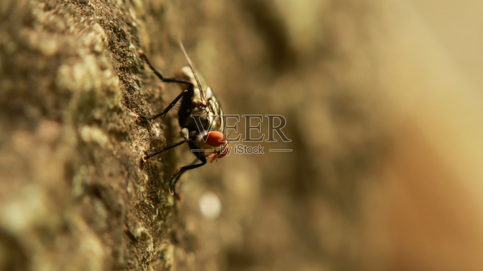 家蝇或家蝇称为家蝇照片摄影图片