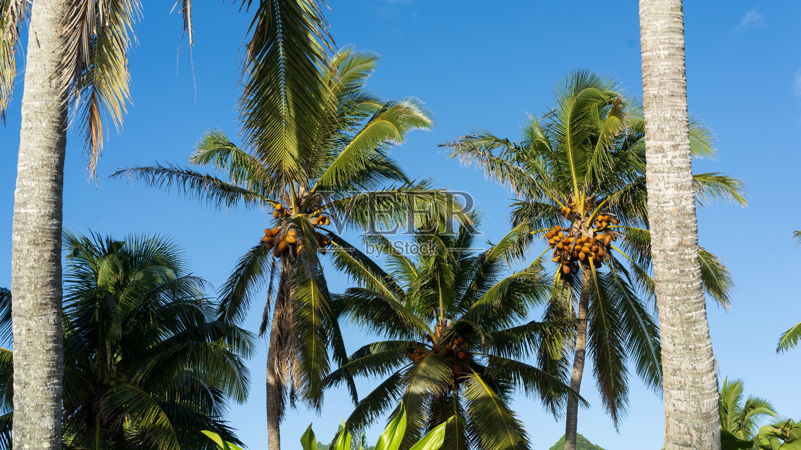 热带太平洋岛屿上阳光明媚的椰子树照片摄影图片