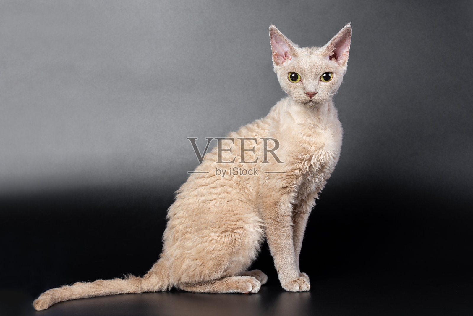 德文雷克斯猫黑色背景照片摄影图片