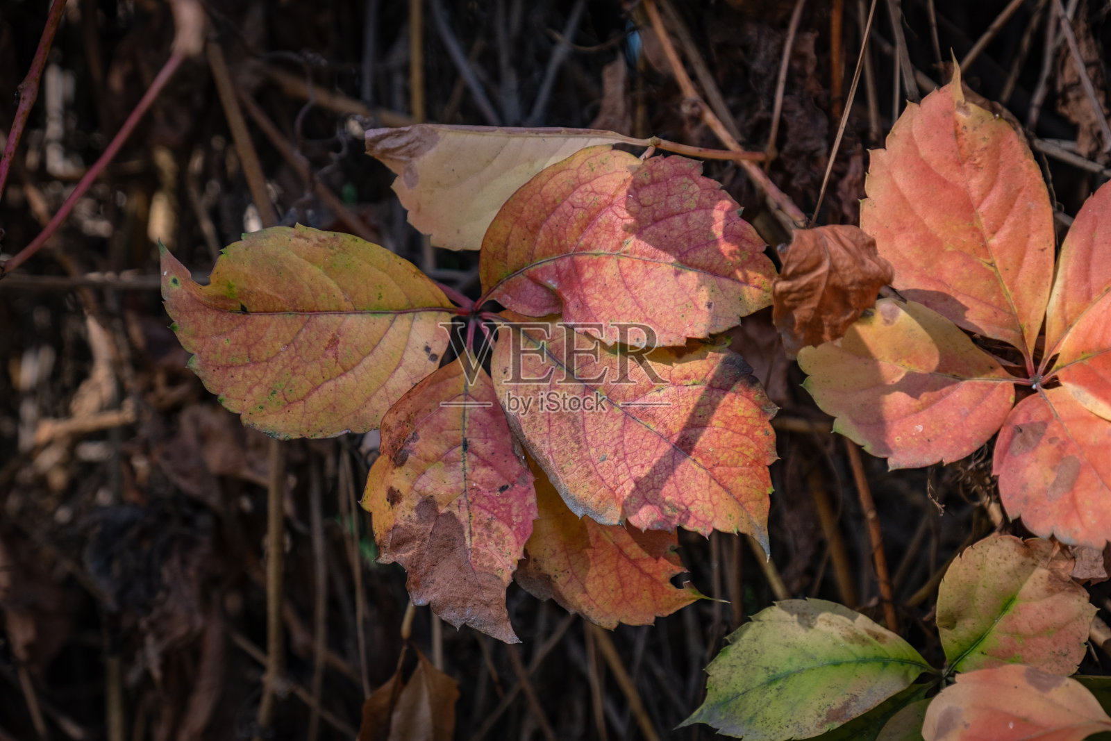 红色、黄色、橙色，色彩鲜艳的常春藤叶，完美秋季背景照片摄影图片