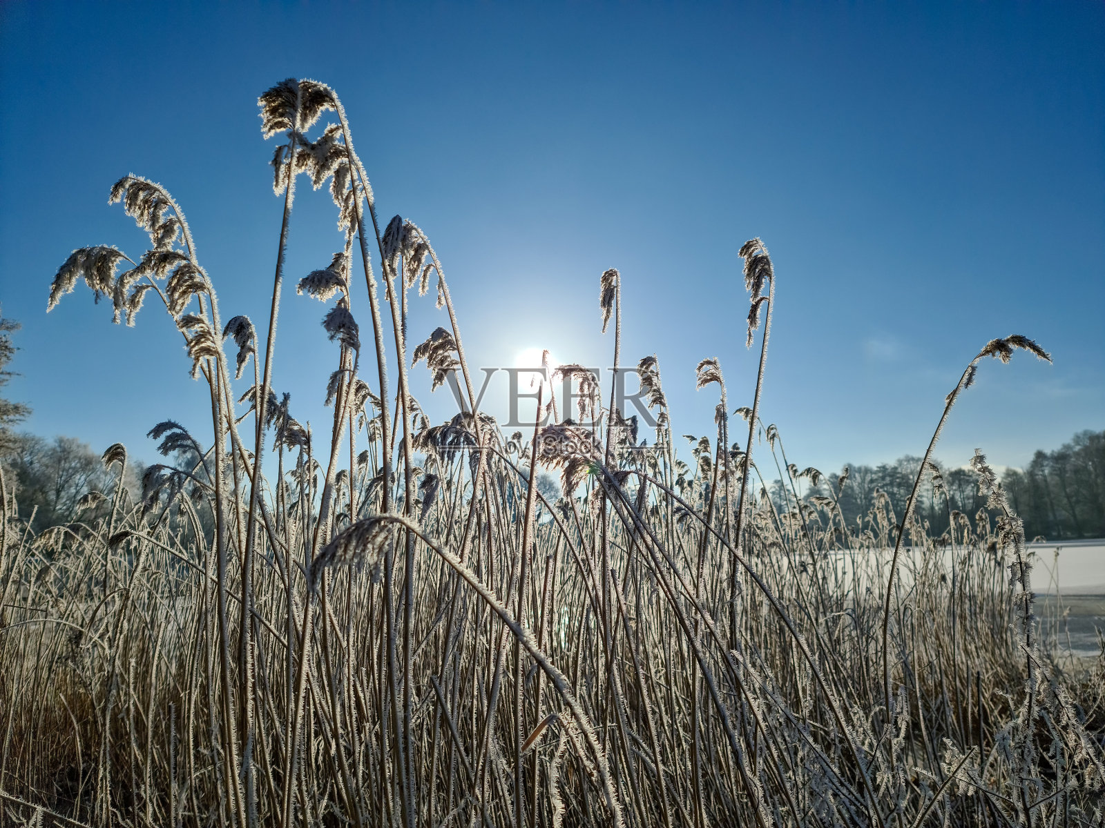 德国最北部，阳光下，白雪覆盖的冰湖上长满了冰冷的芦苇。照片摄影图片
