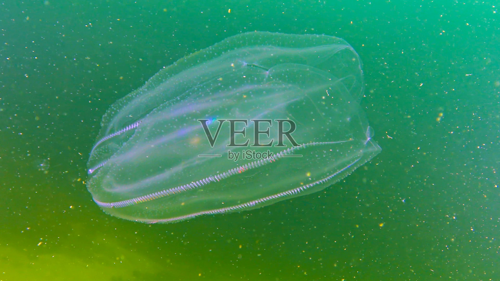 栉水母，梳状入侵者到黑海，水母记忆水母。黑海照片摄影图片