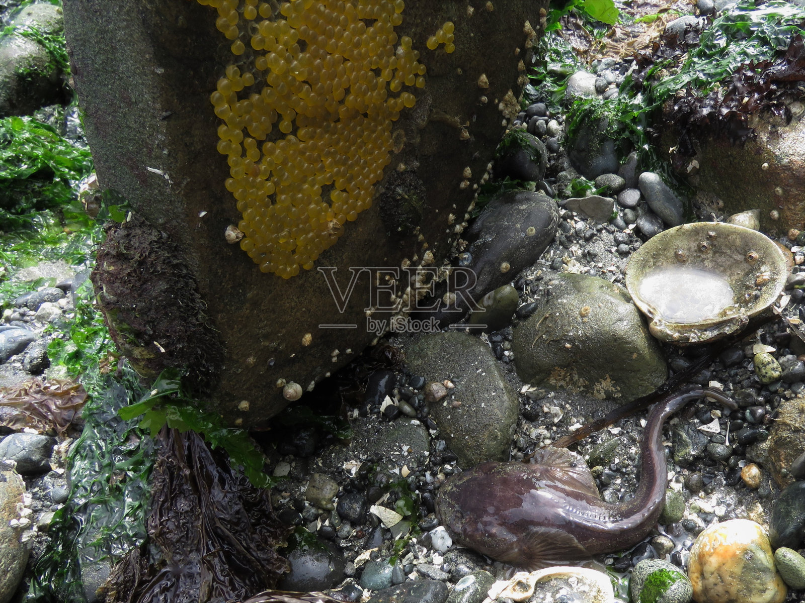 吃鸡蛋的海军军官候补生照片摄影图片