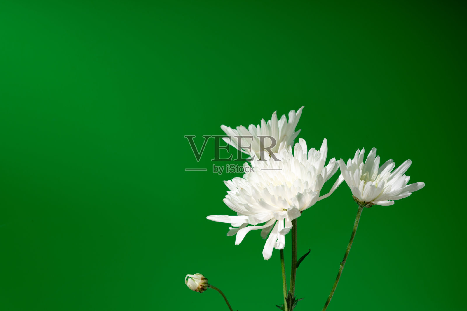 白色小花在绿色背景下复制空间照片摄影图片