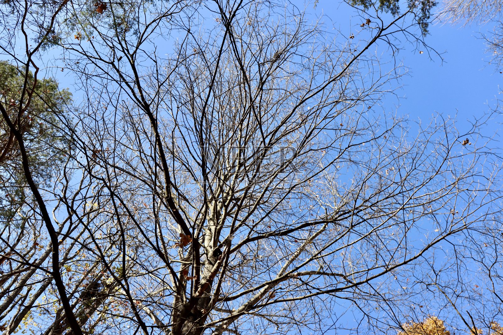 光秃秃的树照片摄影图片