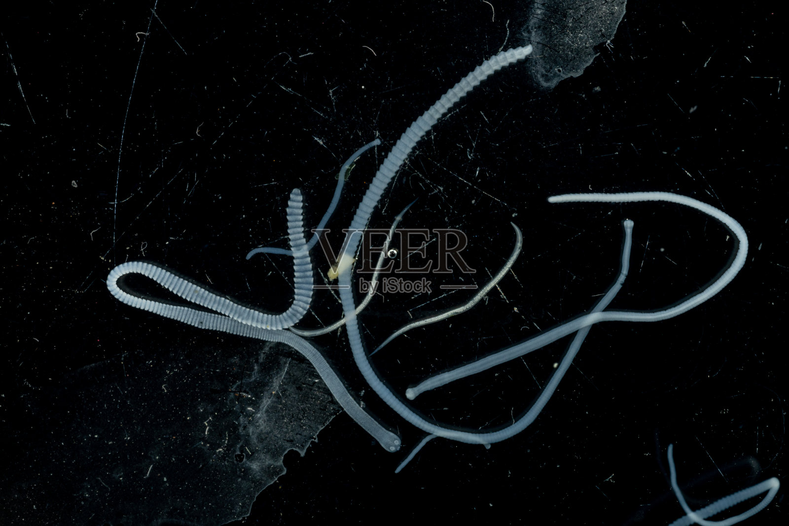 标题绦虫(绦虫纲:绦虫科)，泰国鱼类的寄生虫。照片摄影图片