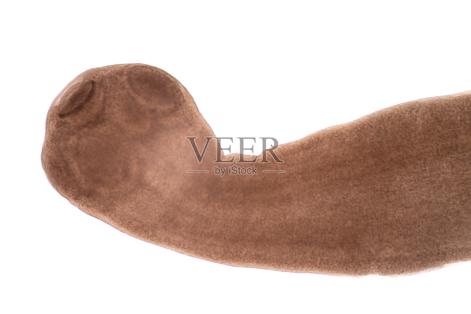 标题绦虫(绦虫纲:绦虫科)，泰国鱼类的寄生虫。照片摄影图片