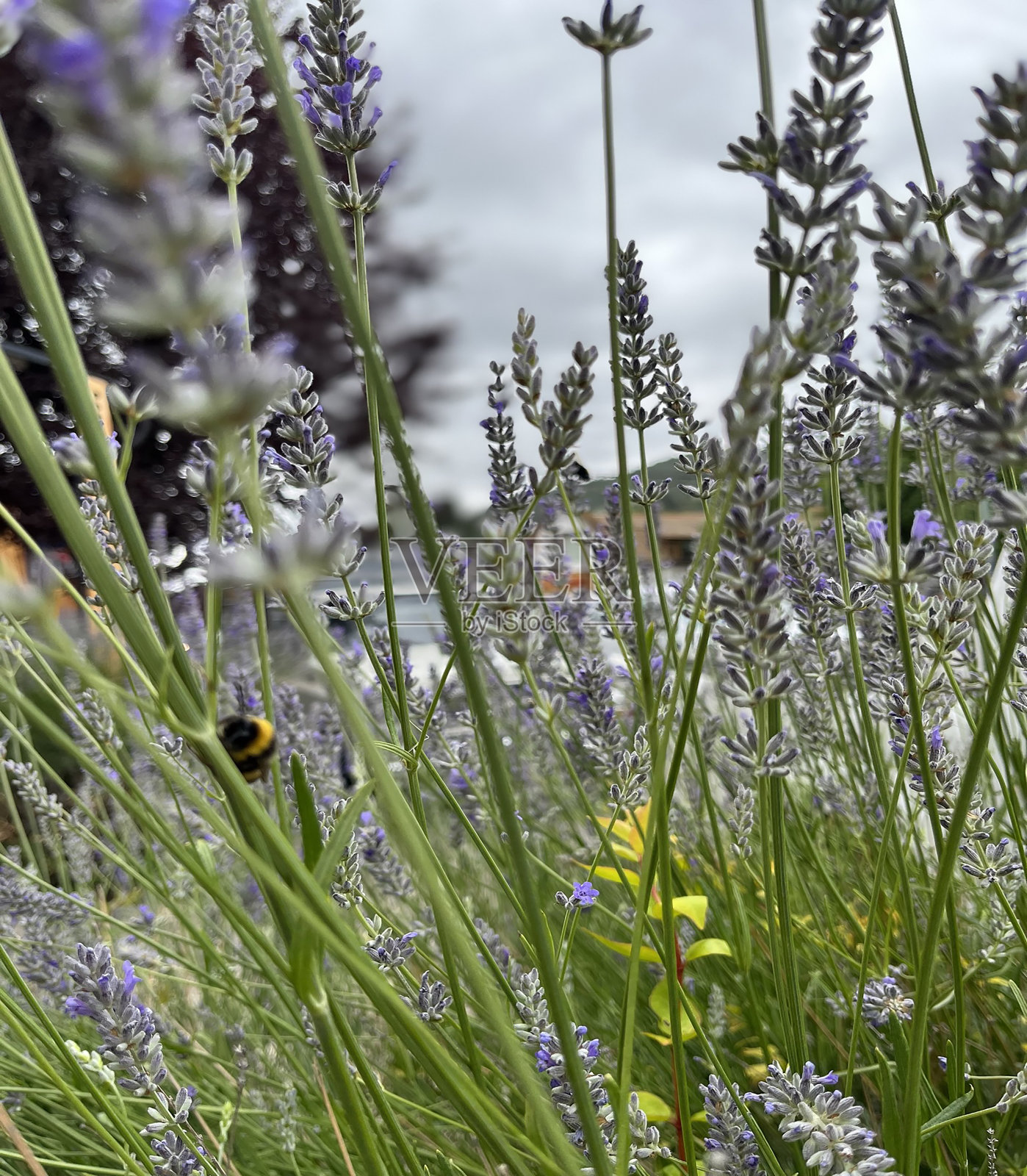 花照片摄影图片