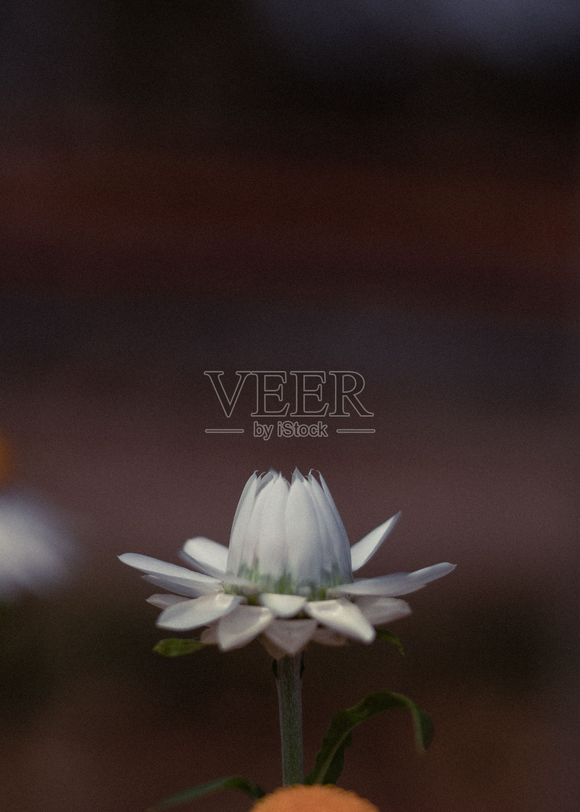 小雏菊照片摄影图片