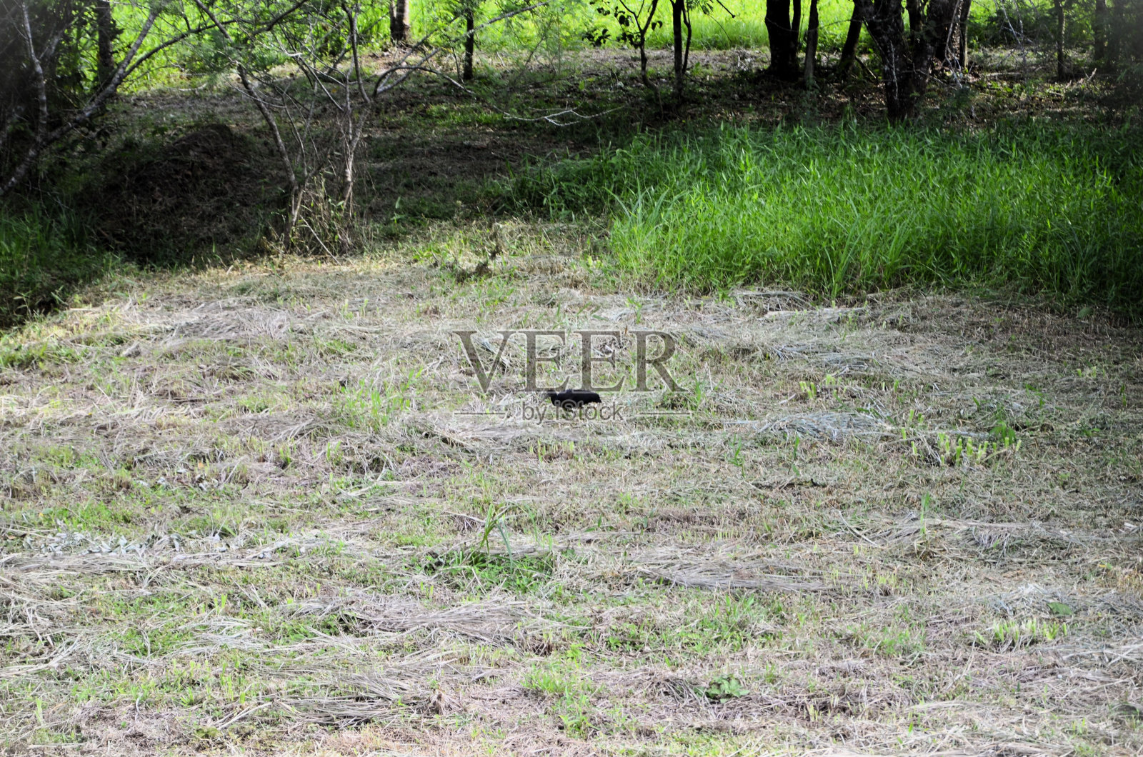 一只凤仙花鸟穿过田野里割过的草地照片摄影图片