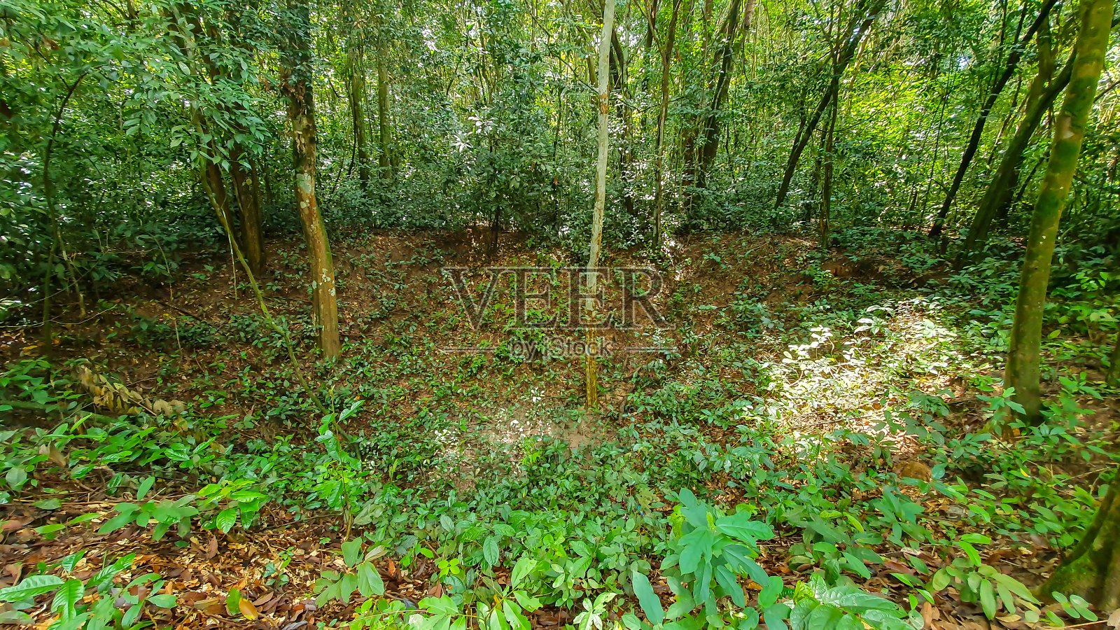 一架B-52轰炸机在越南胡志明市古芝隧道投下的高爆弹形成的弹坑。照片摄影图片