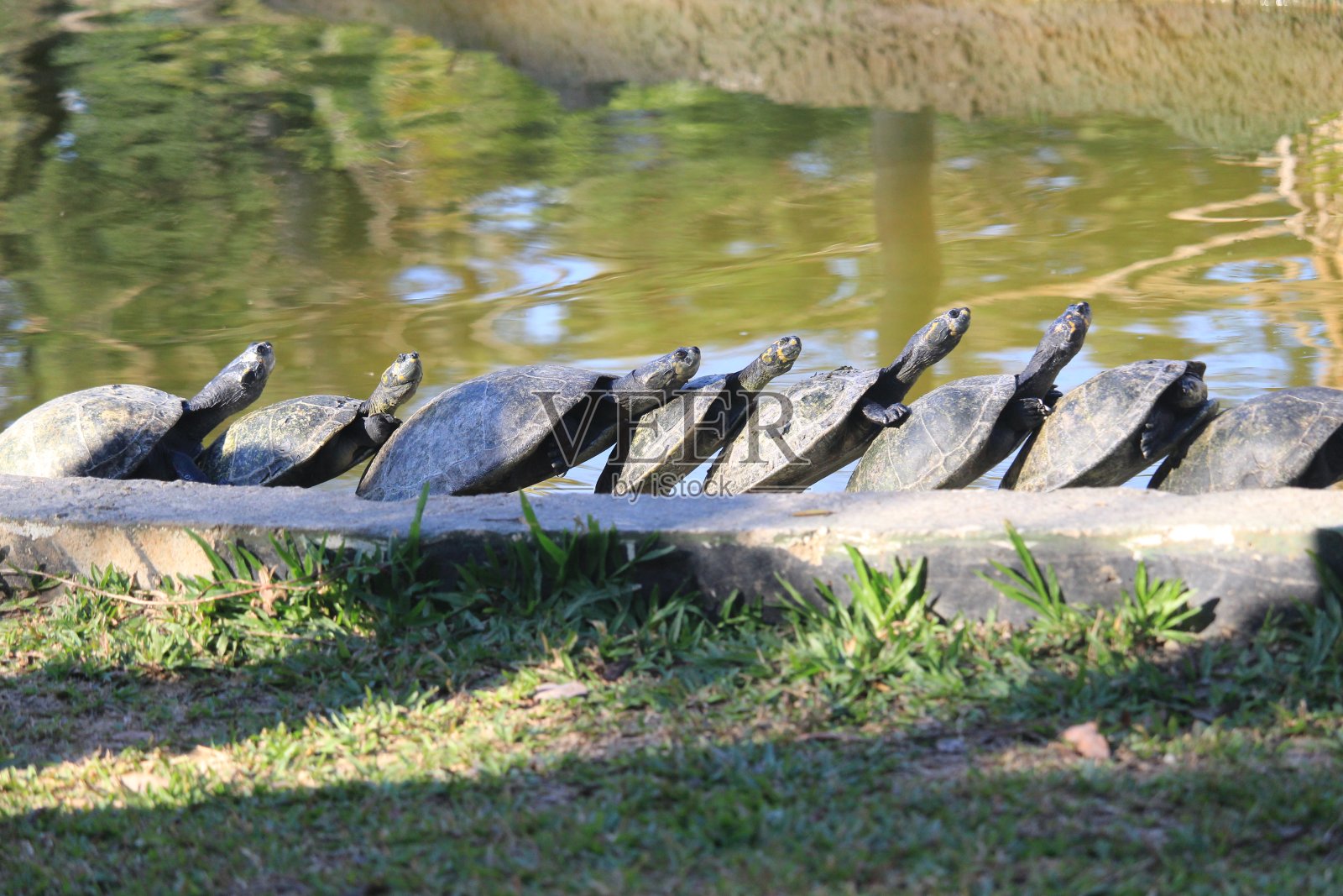 亚马逊河黄斑龟照片摄影图片