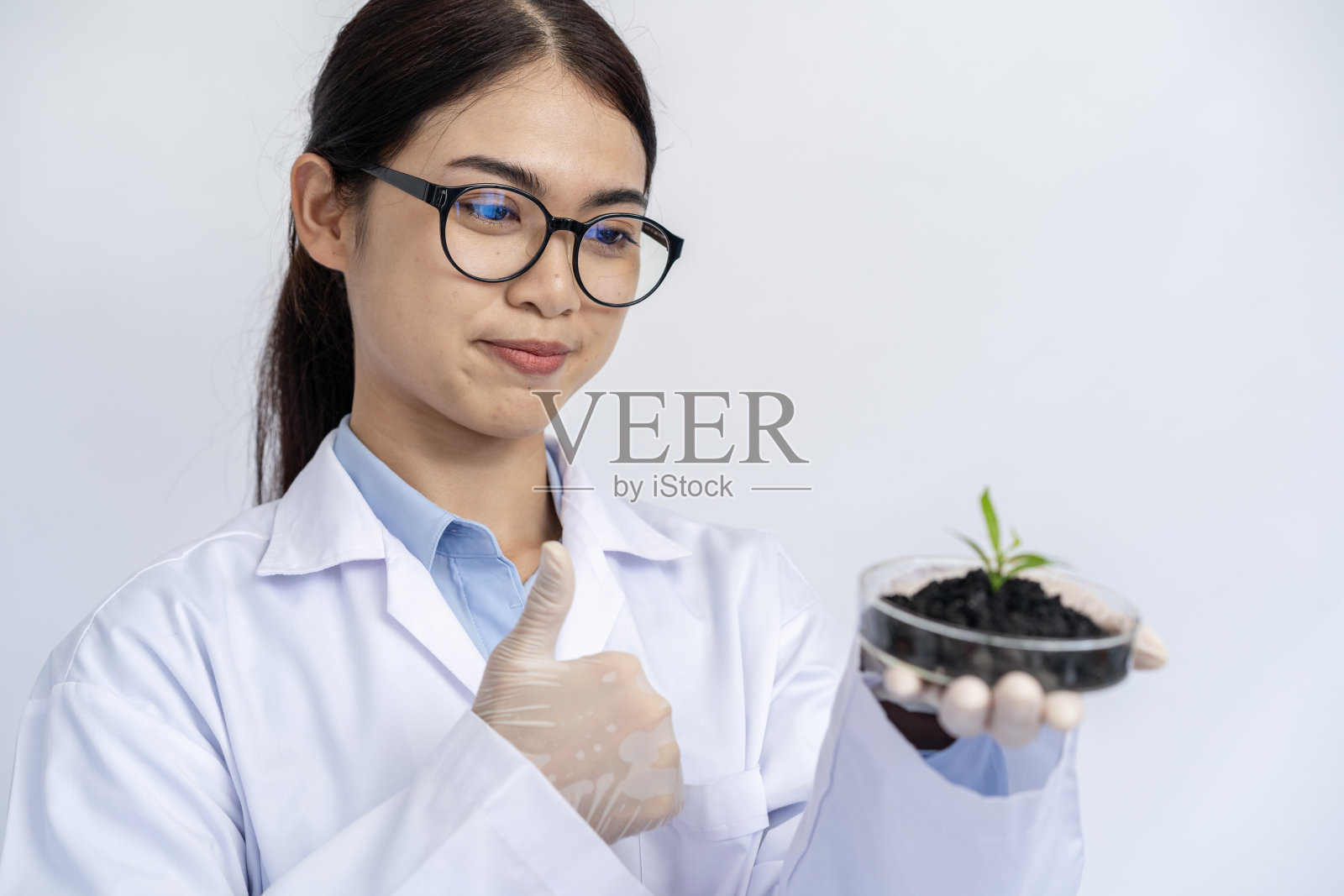 生物学家正在实验室里研究幼苗的组织。照片摄影图片