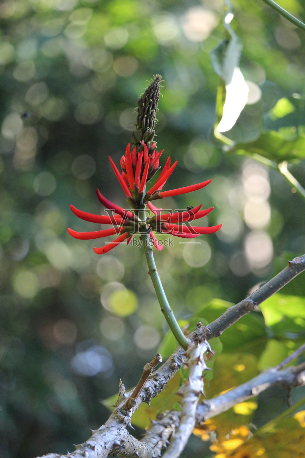 Mulungu花照片摄影图片