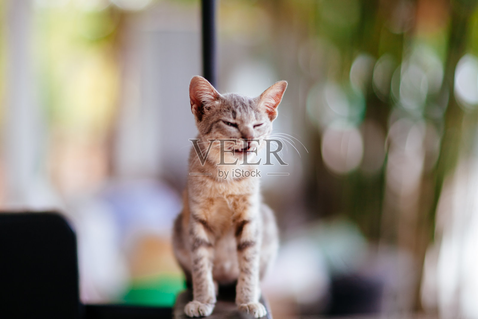 可爱的灰猫照片摄影图片