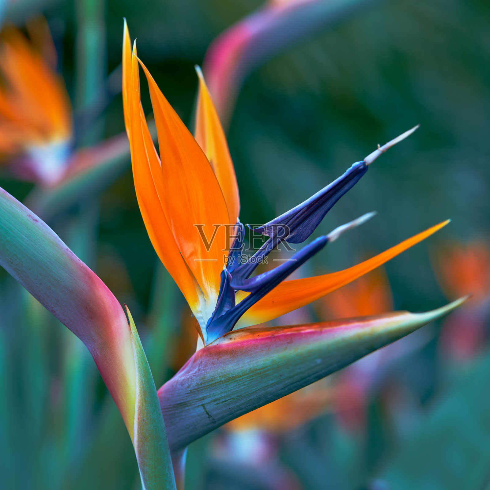 花，植物和树木照片摄影图片