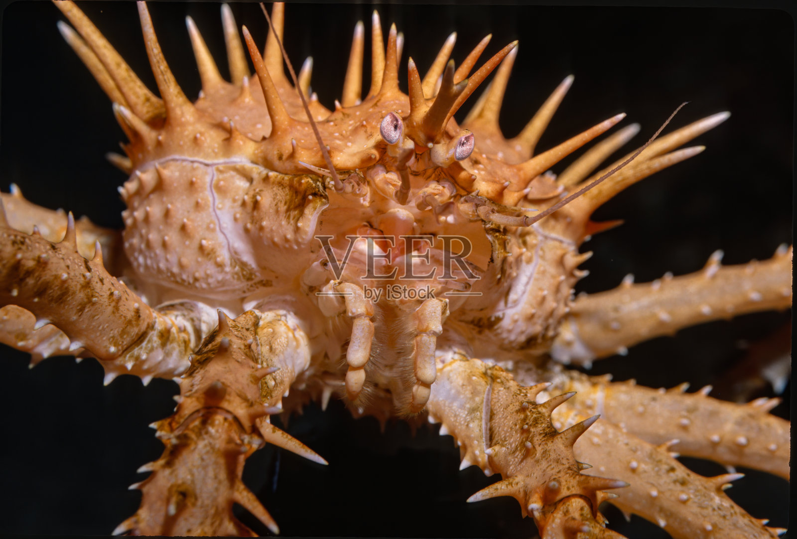 有刺的帝王蟹或加州帝王蟹，是石蟹科帝王蟹的一种。蒙特利湾，加利福尼亚。照片摄影图片