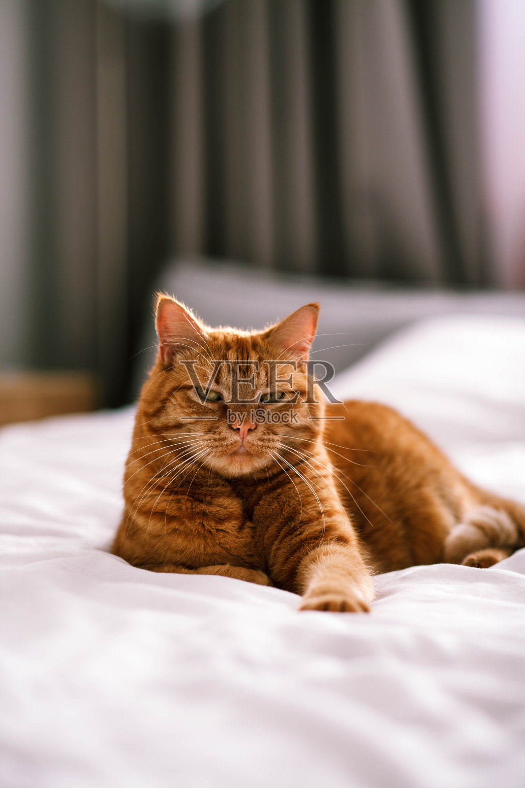 一只红色的家猫躺在床上。照片摄影图片