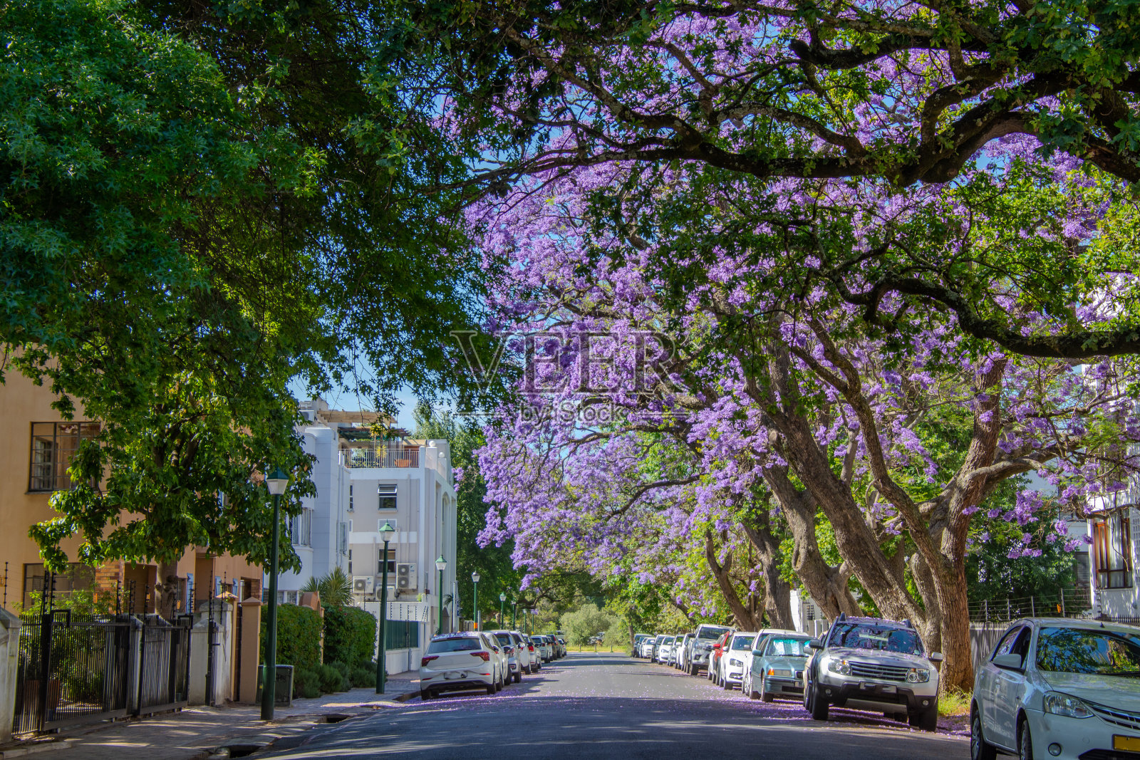 美丽的蓝花楹在Stellenbosch镇盛开照片摄影图片