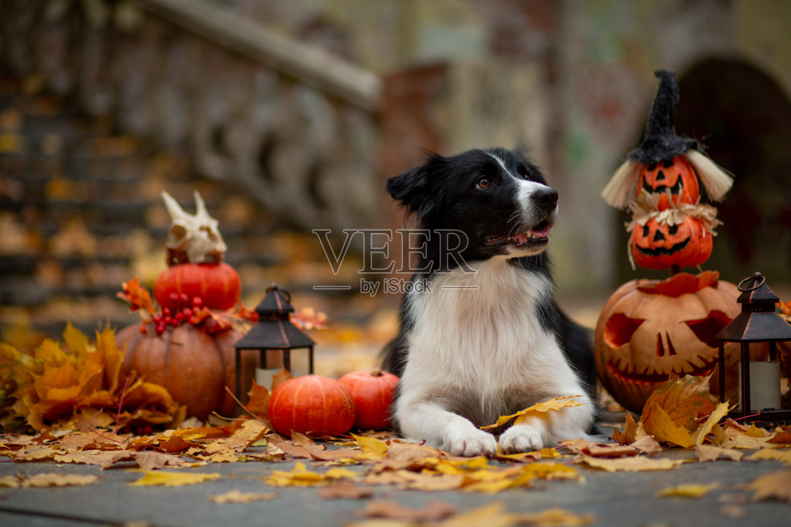 黑色和白色边境牧羊犬在万圣节装饰的南瓜，背景是飘落的枫叶和公园里的旧楼梯照片摄影图片