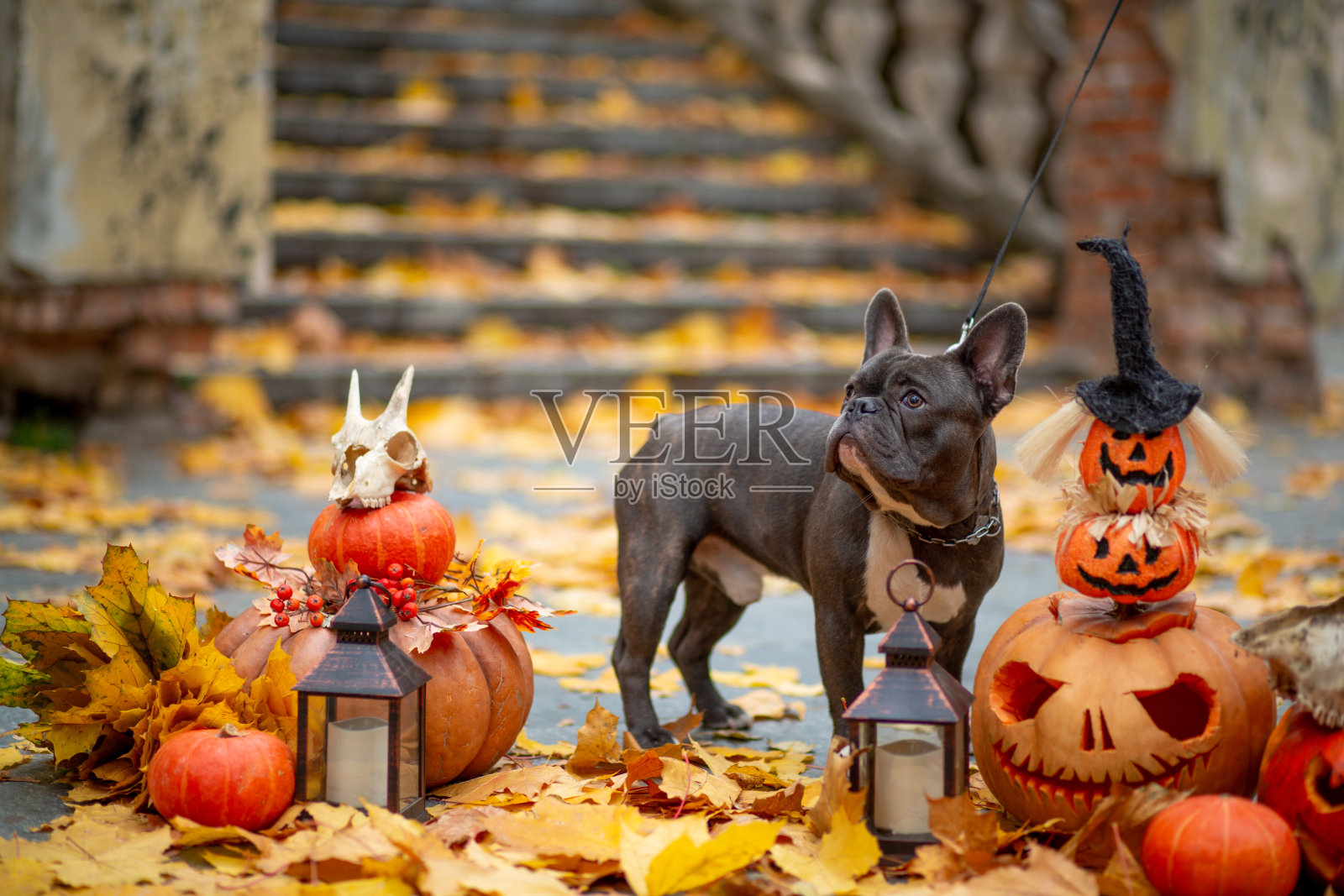 一只灰色的法国斗牛犬站在万圣节装饰的背景上，背景上有橙色的南瓜、灯笼和黄色枫叶做成的骷髅照片摄影图片