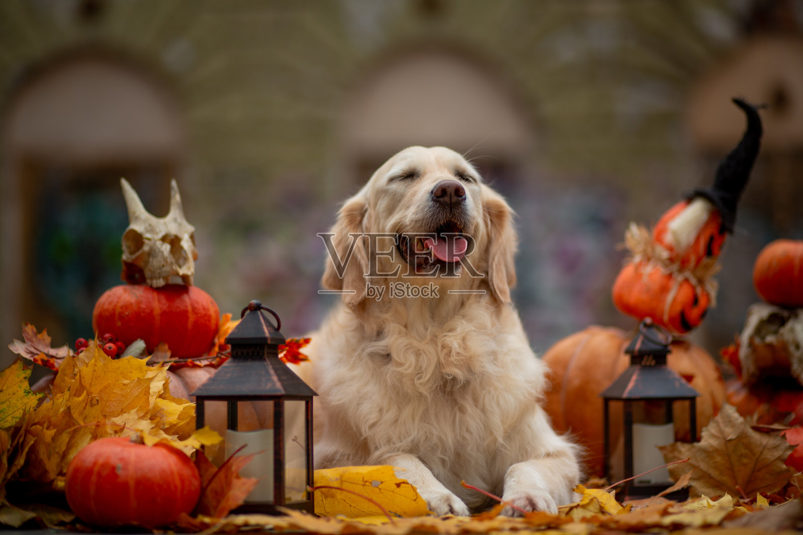 为万圣节装饰的南瓜金毛猎犬，背景是落下的枫叶和公园里的旧楼梯照片摄影图片