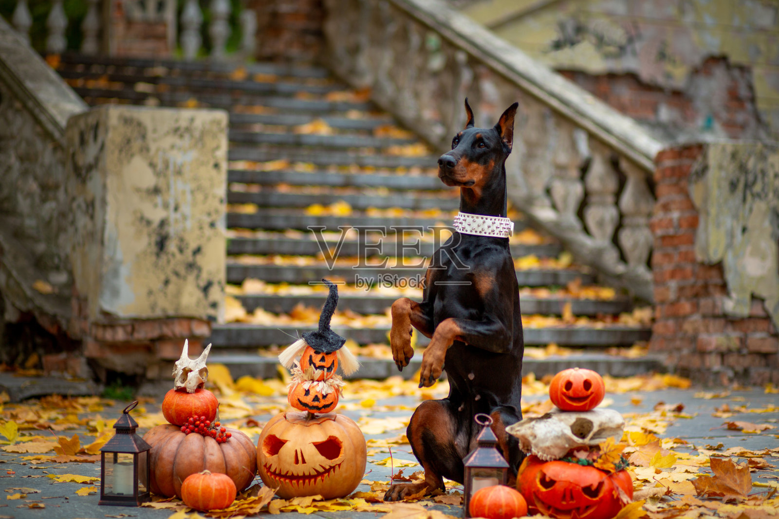 在一个秋天的公园里，一只杜宾犬坐在为万圣节装饰的南瓜中间，背景是一座古老的楼梯和黄色的枫叶照片摄影图片