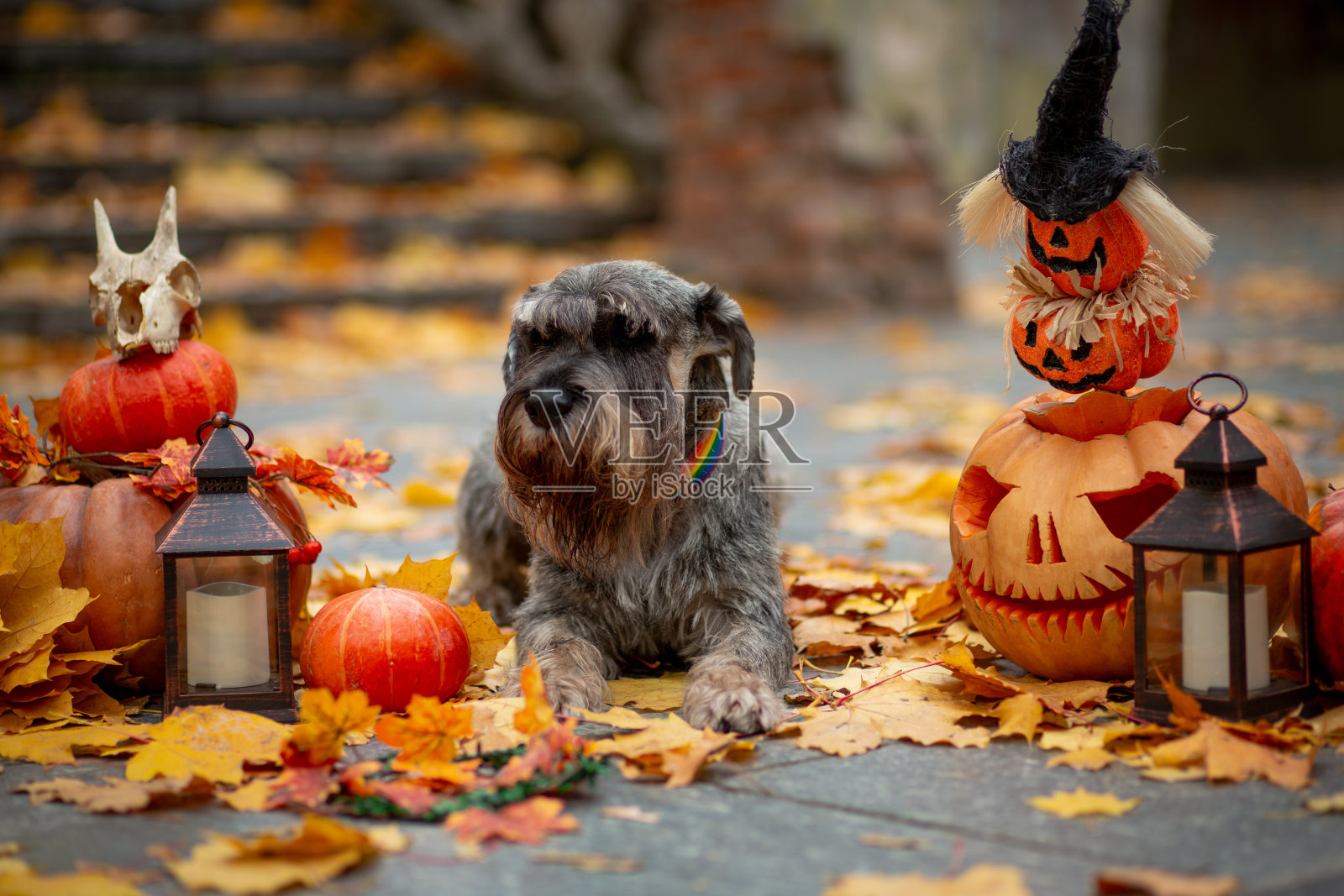 这只灰色的雪纳瑞躺在万圣节的背景下，背景是橙色的南瓜、一盏灯笼和一个用黄色枫叶做成的骷髅照片摄影图片