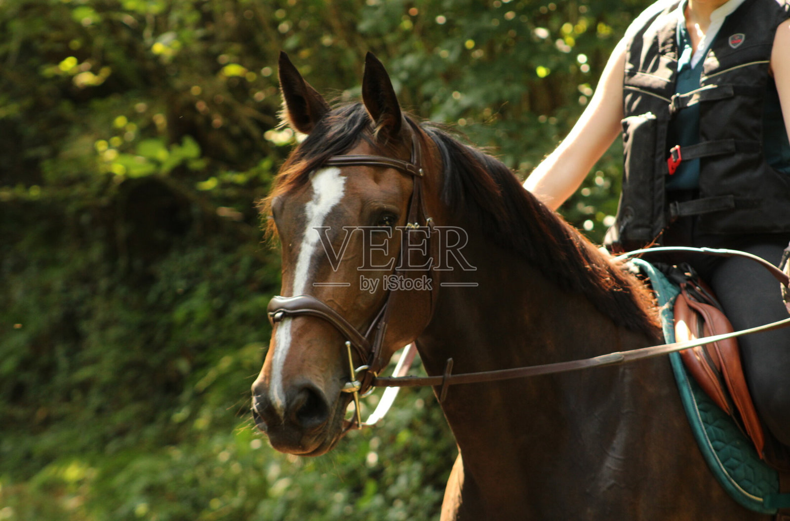 骏马之美照片摄影图片