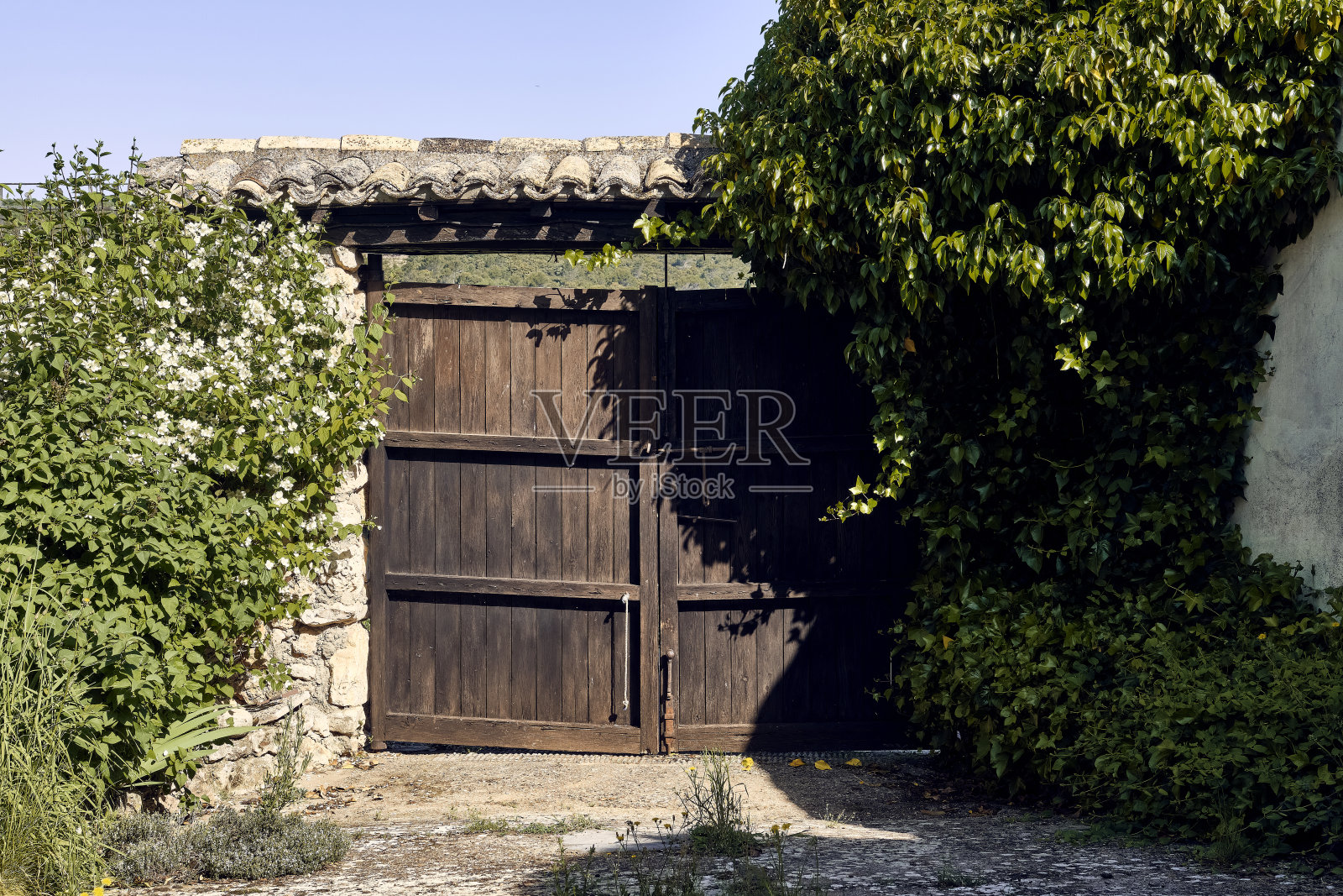 常青藤(Hedera)、百合花(鸢尾花)和赛林达(Philadelphus coronarius)在一所联排别墅的露台上搭建了一个带屋顶的木门。照片摄影图片