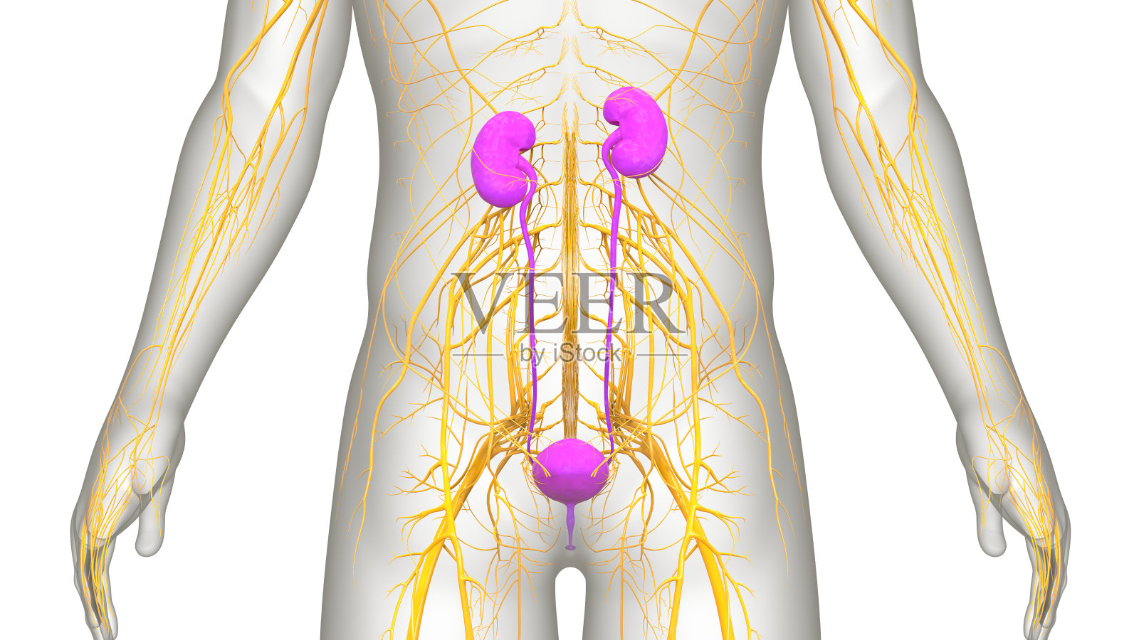 人类泌尿系统肾脏与膀胱解剖照片摄影图片