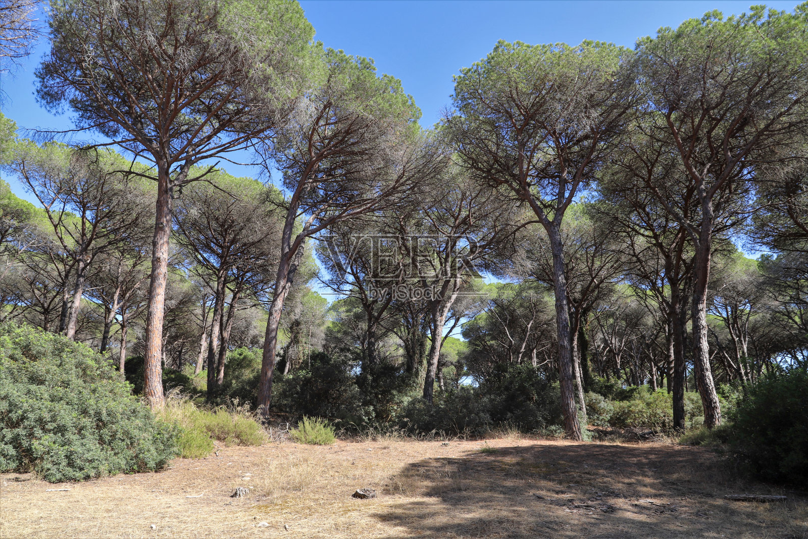 托斯卡纳典型的海洋松林-自然保护区照片摄影图片
