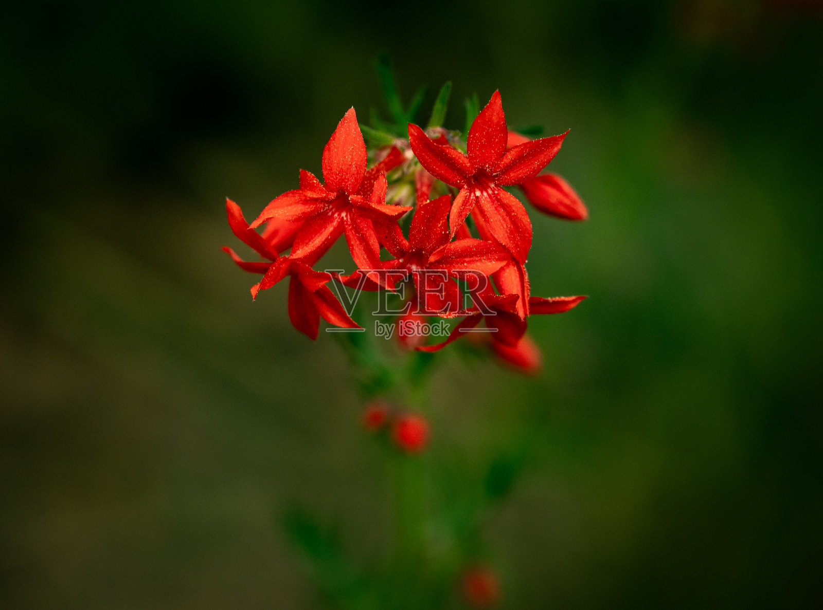 斯嘉丽·吉利亚的花粉特写照片摄影图片