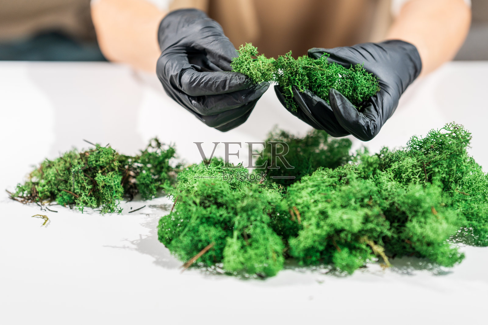 特写:戴着黑色乳胶手套的女人正在清理苔藓。用稳定的装饰驯鹿苔藓工作的过程。照片摄影图片