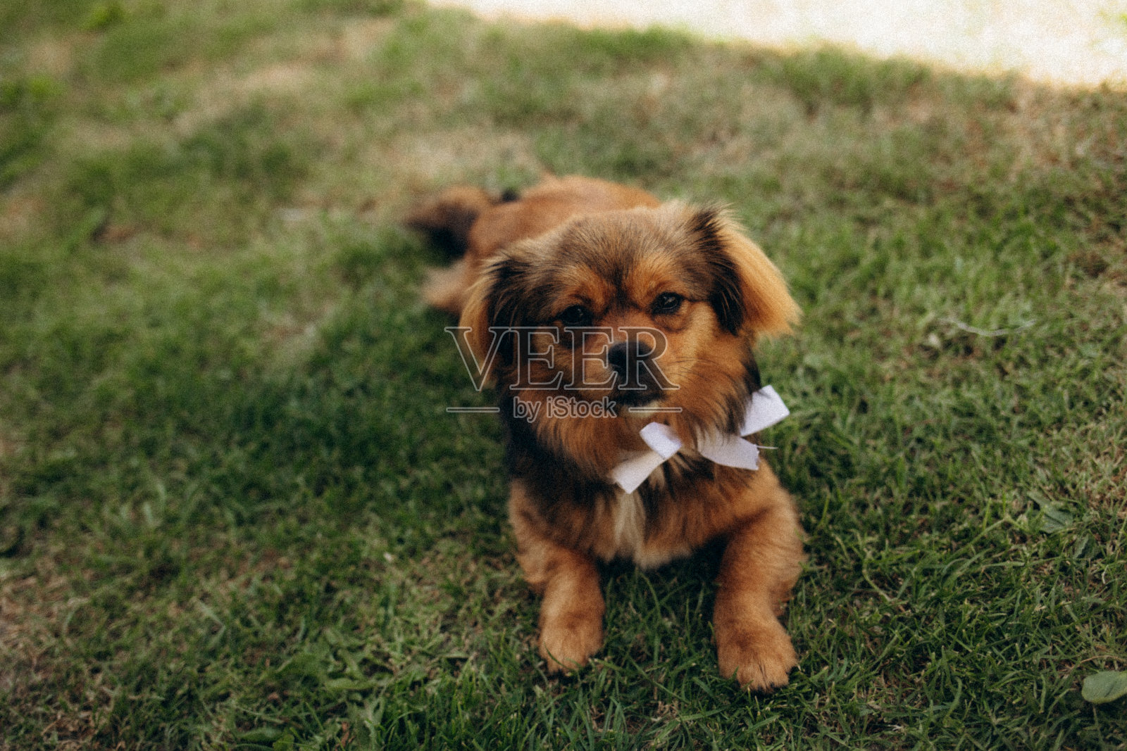 一只狗在婚礼上打着领结照片摄影图片