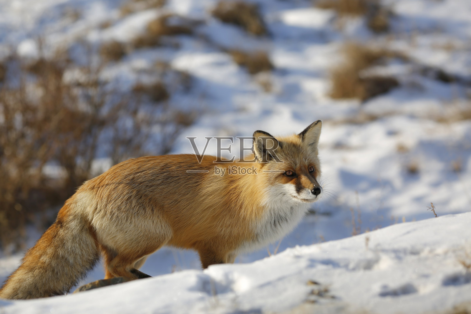 红狐在冬天看照片摄影图片