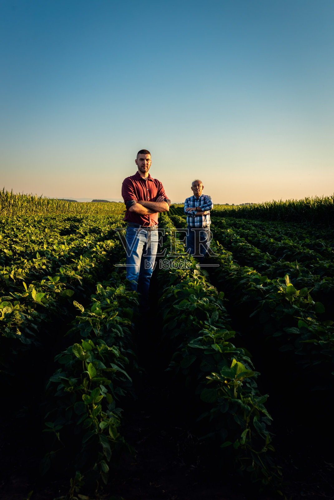 两个农民站在大豆田里看着相机的肖像。照片摄影图片