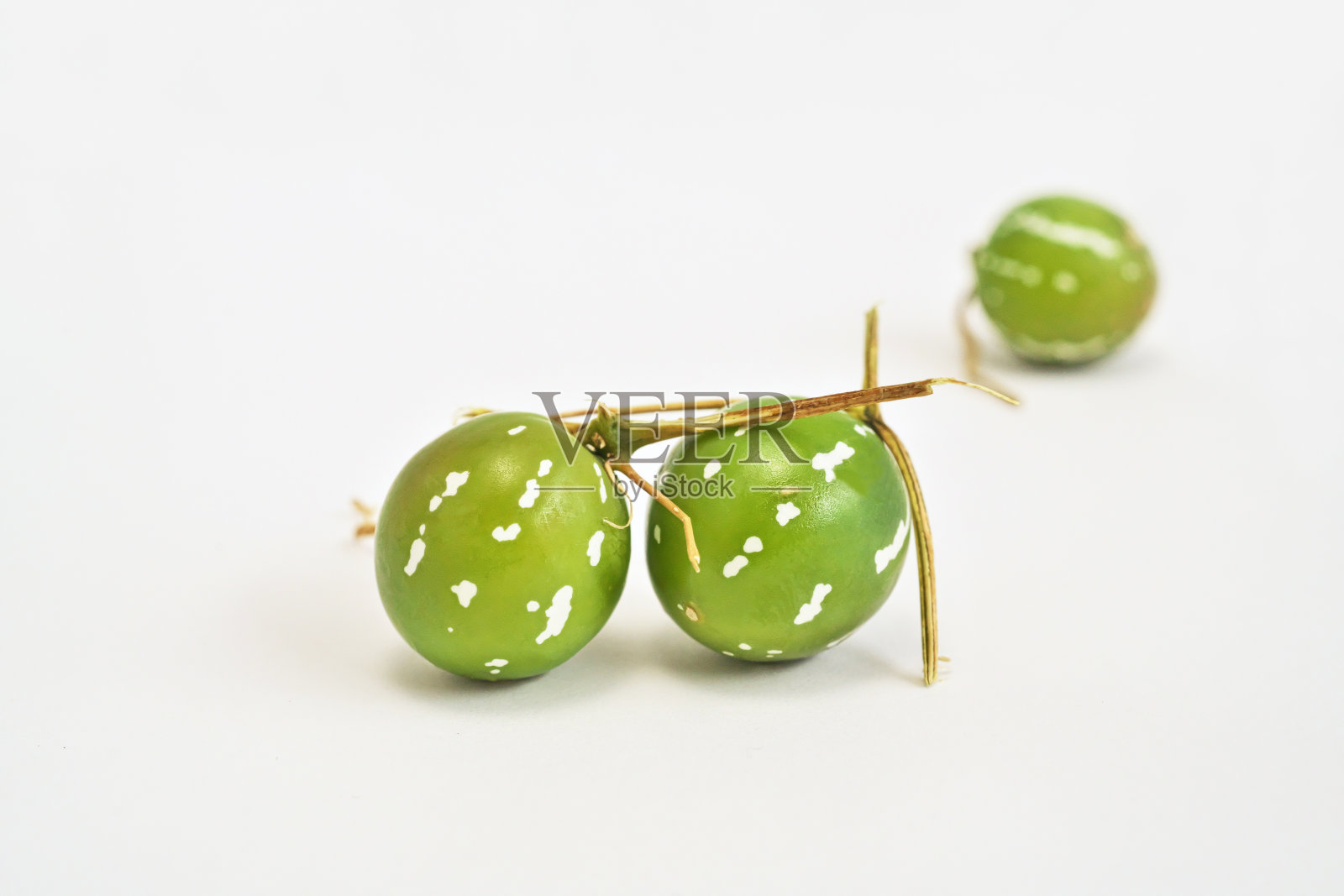 オキナワスズメウリの実（冬、1月）照片摄影图片