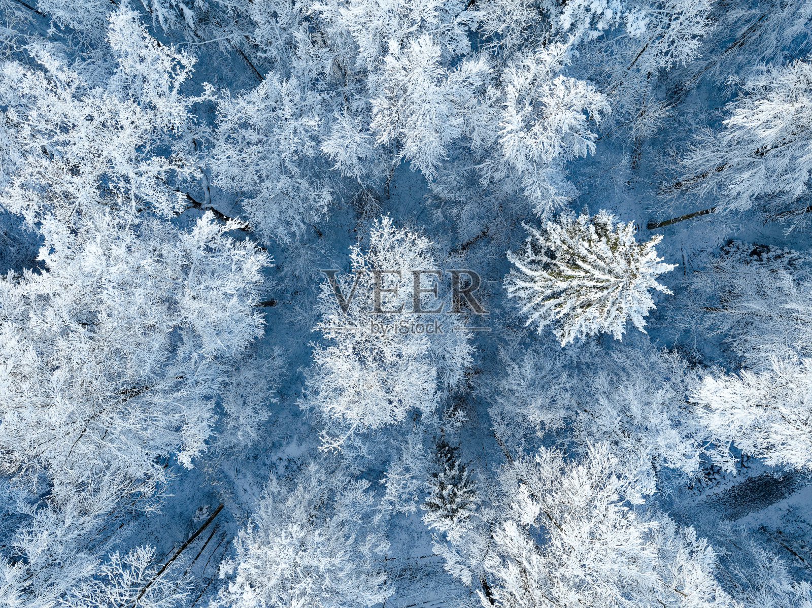 在一个阳光明媚的冬日，瑞士小镇上被雪覆盖的树冠的鸟瞰图。照片摄影图片