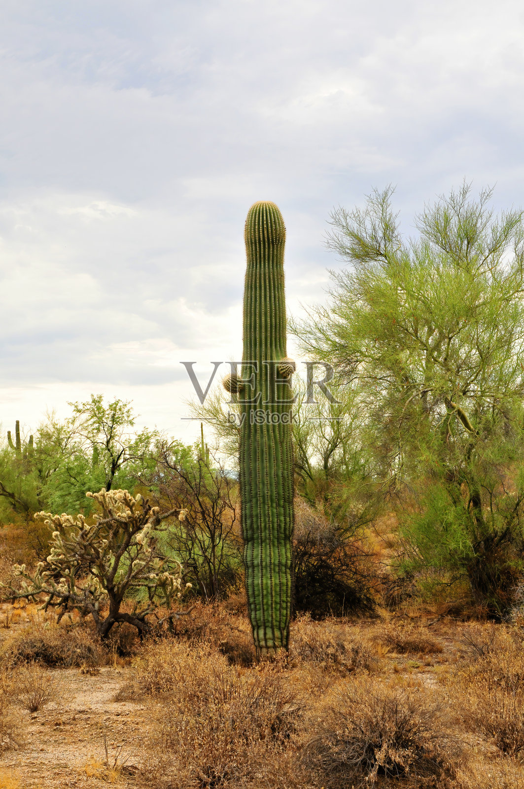 萨瓜罗仙人掌索诺拉沙漠亚利桑那州照片摄影图片