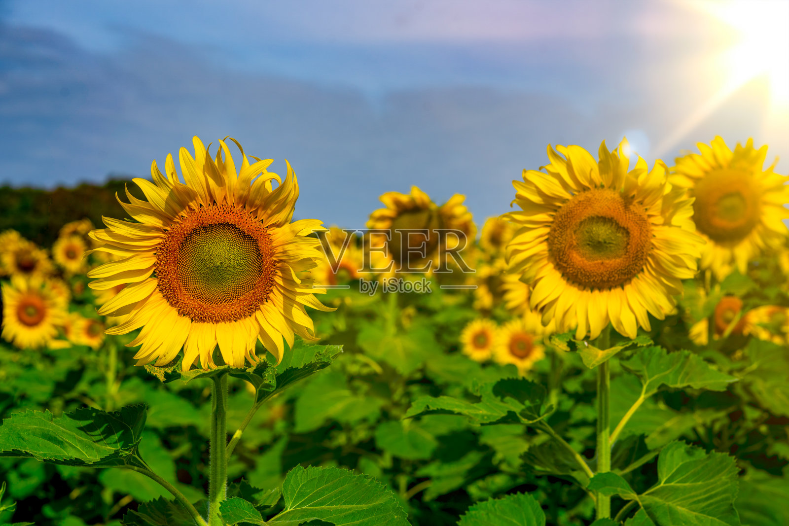 山上花园里的向日葵田照片摄影图片