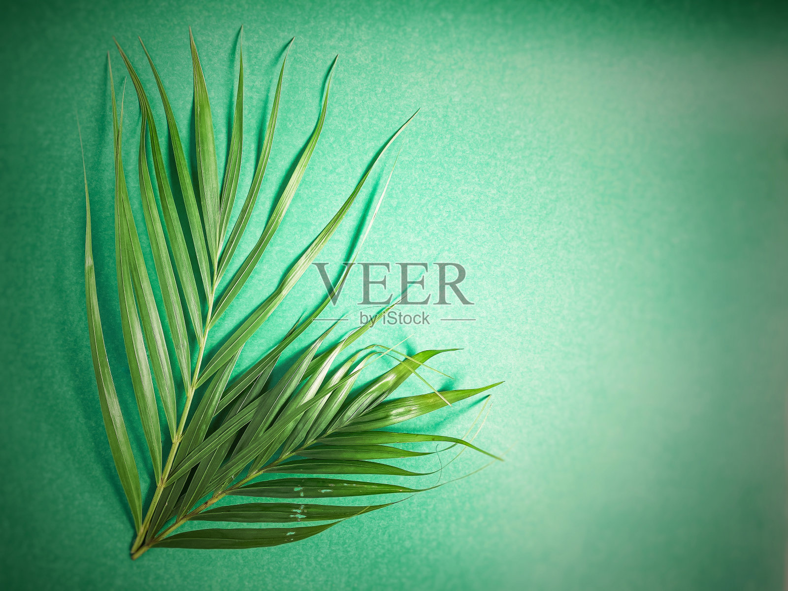 摘要。照片摄影图片