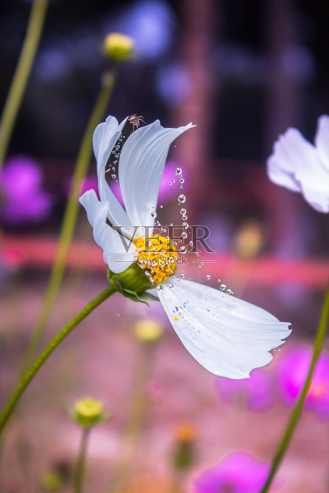 像珍珠一样!照片摄影图片
