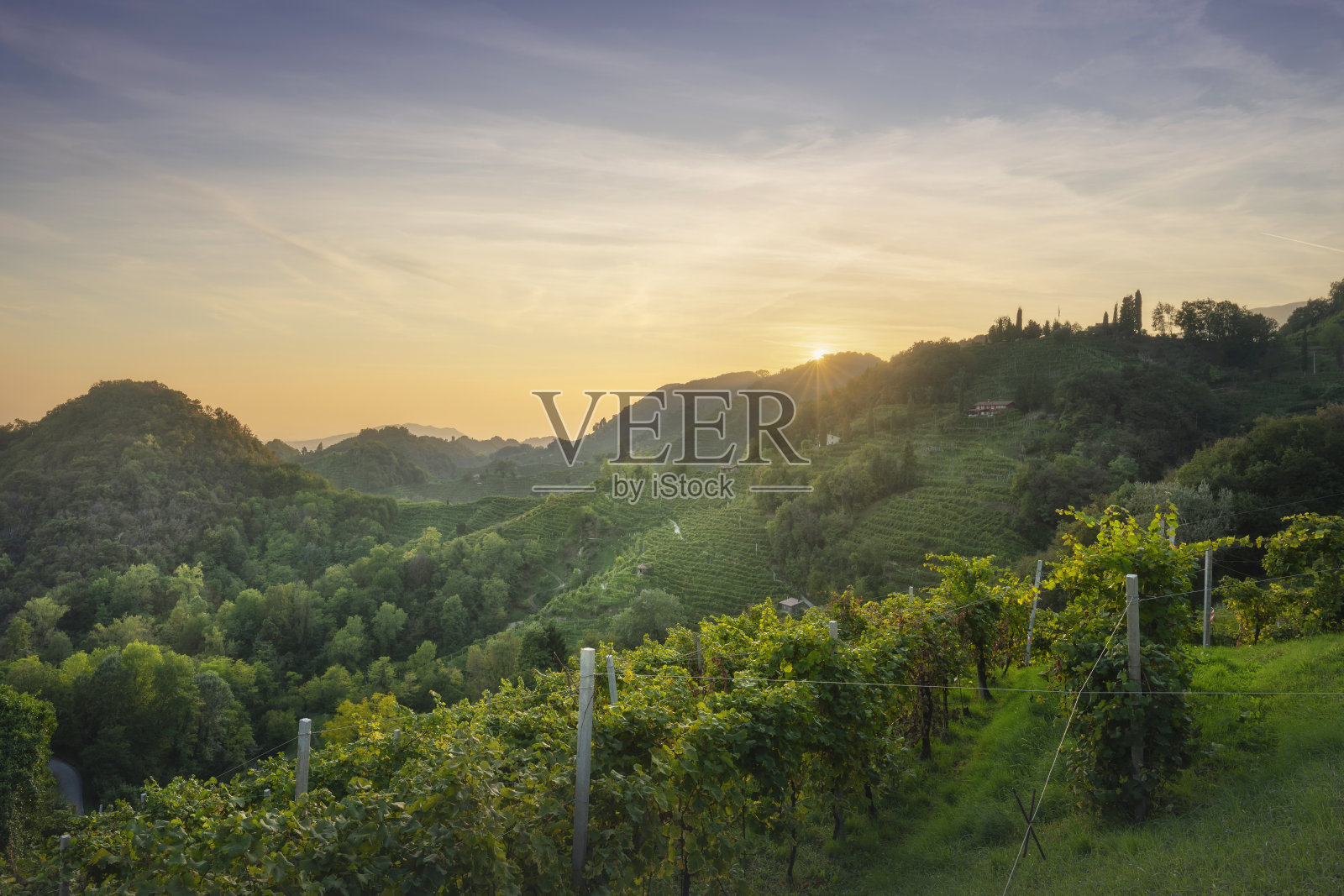 普罗赛克山黑猪酒，夕阳下的葡萄园。联合国教科文组织网站。意大利威尼托照片摄影图片