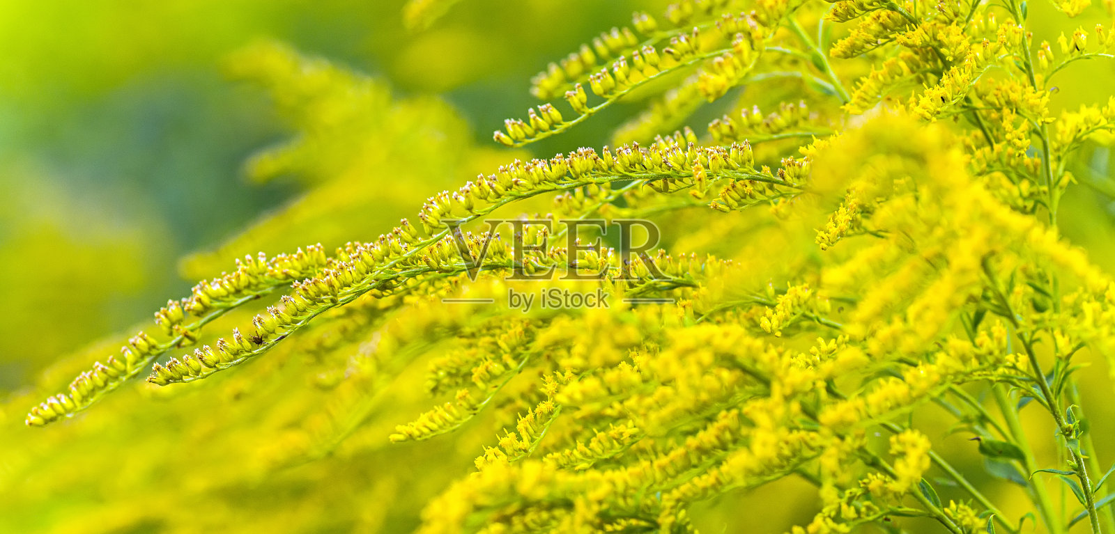 Buquets豚草灌木，艾草和一枝黄花，金花在木板上。照片摄影图片