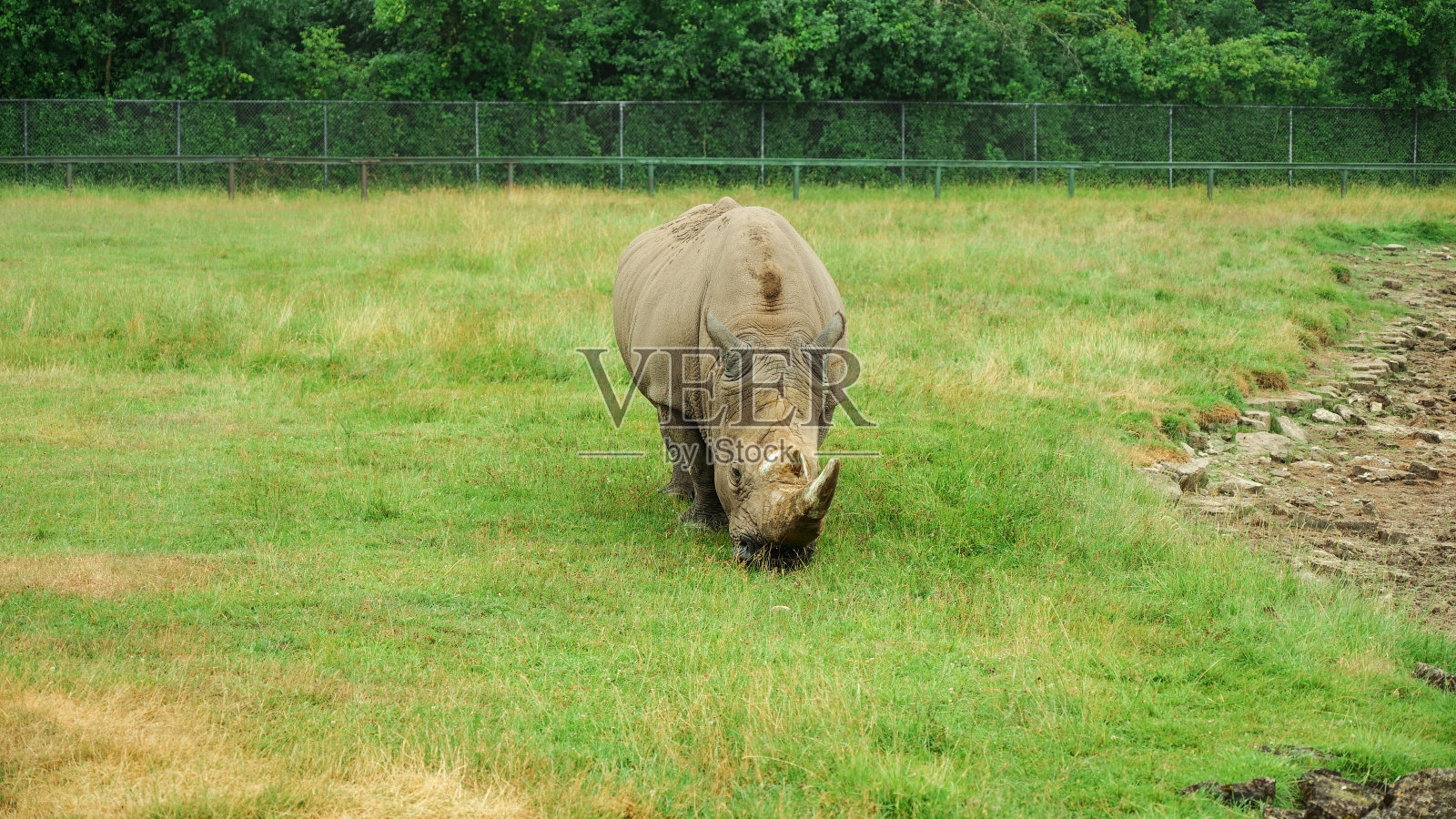 白犀牛在开阔的草原上吃草。大犀牛在野生动物园的野外。生态旅游。照片摄影图片